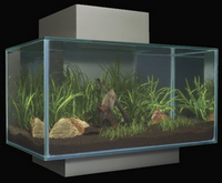 CHILTON AQUATICS. MAKING FISH KEEPING SPECIAL. THE BEST QUALITY OF TROPICAL/COLDWATER AND MARINE FISH IN THE NORTH EAST.