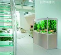 CHILTON AQUATICS. MAKING FISH KEEPING SPECIAL. THE BEST QUALITY OF TROPICAL/COLDWATER AND MARINE FISH IN THE NORTH EAST.