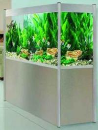 CHILTON AQUATICS. MAKING FISH KEEPING SPECIAL. THE BEST QUALITY OF TROPICAL/COLDWATER AND MARINE FISH IN THE NORTH EAST.
