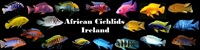 African Cichlids Ireland