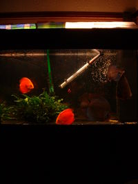 Discus Fish For Sale x 5
