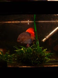 Discus Fish For Sale x 5