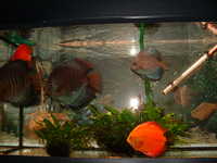 Discus Fish For Sale x 5