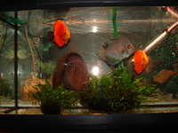 Discus Fish For Sale x 5