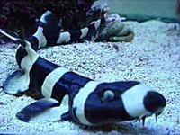 LegionReef