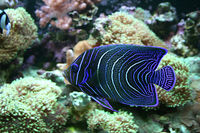 LegionReef