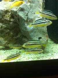 Yellow lab and auratus cichlid fry all ready to leave now