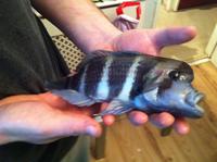 Yellow lab and auratus cichlid fry all ready to leave now