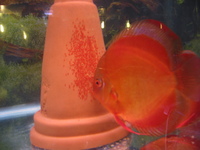 LEICESTER DISCUS Importer & Breeder of Show Quality Discus. Specialist in Spotted types