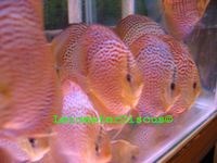 LEICESTER DISCUS Importer & Breeder of Show Quality Discus. Specialist in Spotted types