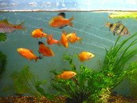 BLUE BOX AQUATICS, Walsall Garden Centre, Sutton Road, Aldridge, WS9 0QH