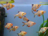 BLUE BOX AQUATICS, Walsall Garden Centre, Sutton Road, Aldridge, WS9 0QH