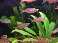 BLUE BOX AQUATICS, Walsall Garden Centre, Sutton Road, Aldridge, WS9 0QH