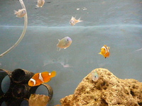 BLUE BOX AQUATICS, Walsall Garden Centre, Sutton Road, Aldridge, WS9 0QH