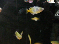 BLUE BOX AQUATICS, Walsall Garden Centre, Sutton Road, Aldridge, WS9 0QH