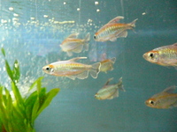 BLUE BOX AQUATICS, Walsall Garden Centre, Sutton Road, Aldridge, WS9 0QH