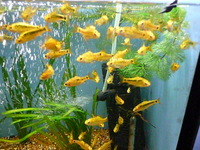BLUE BOX AQUATICS, Walsall Garden Centre, Sutton Road, Aldridge, WS9 0QH