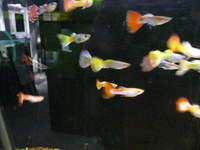 BLUE BOX AQUATICS, Walsall Garden Centre, Sutton Road, Aldridge, WS9 0QH