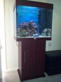 Marine Set-Up, Fish, Coral, Juwel Aquarium.