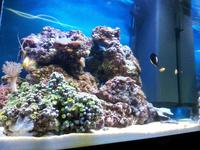 Marine Set-Up, Fish, Coral, Juwel Aquarium.