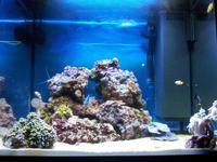 Marine Set-Up, Fish, Coral, Juwel Aquarium.