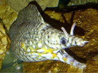 RARE Beautiful Dragon Moray Eel for sale