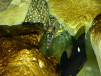 RARE Beautiful Dragon Moray Eel for sale