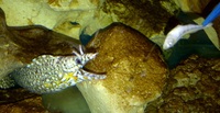 RARE Beautiful Dragon Moray Eel for sale