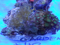THE ALL NEW ANGEL AQUATICS - BIRMINGHAM - QUALITY FISH & CORALS AT GREAT - HARD CORALS - JUST IN