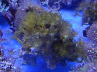 THE ALL NEW ANGEL AQUATICS - BIRMINGHAM - QUALITY FISH & CORALS AT GREAT - HARD CORALS - JUST IN