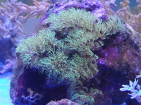 THE ALL NEW ANGEL AQUATICS - BIRMINGHAM - QUALITY FISH & CORALS AT GREAT - HARD CORALS - JUST IN