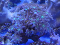THE ALL NEW ANGEL AQUATICS - BIRMINGHAM - QUALITY FISH & CORALS AT GREAT - HARD CORALS - JUST IN
