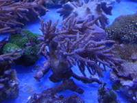 THE ALL NEW ANGEL AQUATICS - BIRMINGHAM - QUALITY FISH & CORALS AT GREAT - HARD CORALS - JUST IN