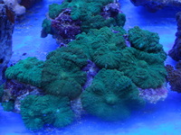 THE ALL NEW ANGEL AQUATICS - BIRMINGHAM - QUALITY FISH & CORALS AT GREAT - HARD CORALS - JUST IN