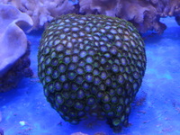 THE ALL NEW ANGEL AQUATICS - BIRMINGHAM - QUALITY FISH & CORALS AT GREAT - HARD CORALS - JUST IN