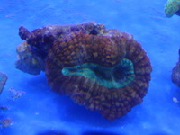 THE ALL NEW ANGEL AQUATICS - BIRMINGHAM - QUALITY FISH & CORALS AT GREAT - HARD CORALS - JUST IN