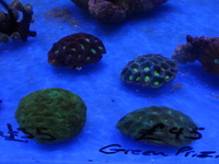THE ALL NEW ANGEL AQUATICS - BIRMINGHAM - QUALITY FISH & CORALS AT GREAT - HARD CORALS - JUST IN