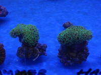 THE ALL NEW ANGEL AQUATICS - BIRMINGHAM - QUALITY FISH & CORALS AT GREAT - HARD CORALS - JUST IN