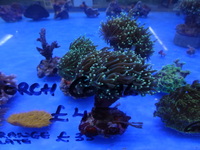 THE ALL NEW ANGEL AQUATICS - BIRMINGHAM - QUALITY FISH & CORALS AT GREAT - HARD CORALS - JUST IN