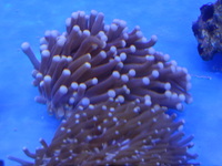 THE ALL NEW ANGEL AQUATICS - BIRMINGHAM - QUALITY FISH & CORALS AT GREAT - HARD CORALS - JUST IN