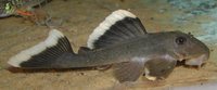 Castleford Catfish and Loach specialist auction and show 8 July 2018