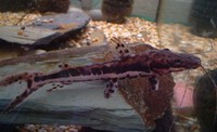 4 inch Tiger Shovelnose