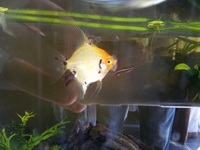 Angelfish for Sale