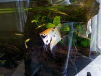 Angelfish for Sale