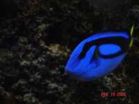 6x2x2 Established complete tank sale