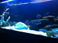 Fluval Roma 240