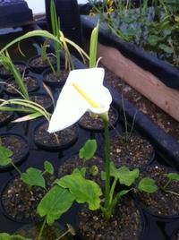 Maple Aquatics Dereham Norwich Norfolk
