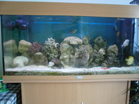 Juwel 180 Marine Aquarium with stock and all equipment