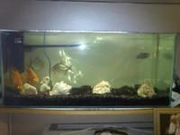 2x 3ft Fish tanks FOR SALE