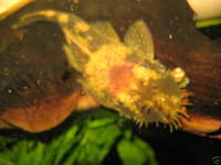 1inch red and black calico plec young bristlenose Plecostomus ancistrus